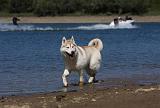 SIBERIAN HUSKY 617